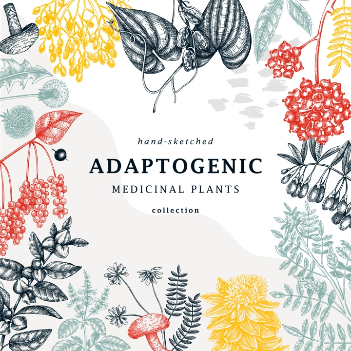Adaptogenic plants trendy card in collage style. Hand-sketched medicinal herbs, weeds, berries, leaves frame design. Adaptogens. Modern graphics perfect for banners, brands, labels, and packaging